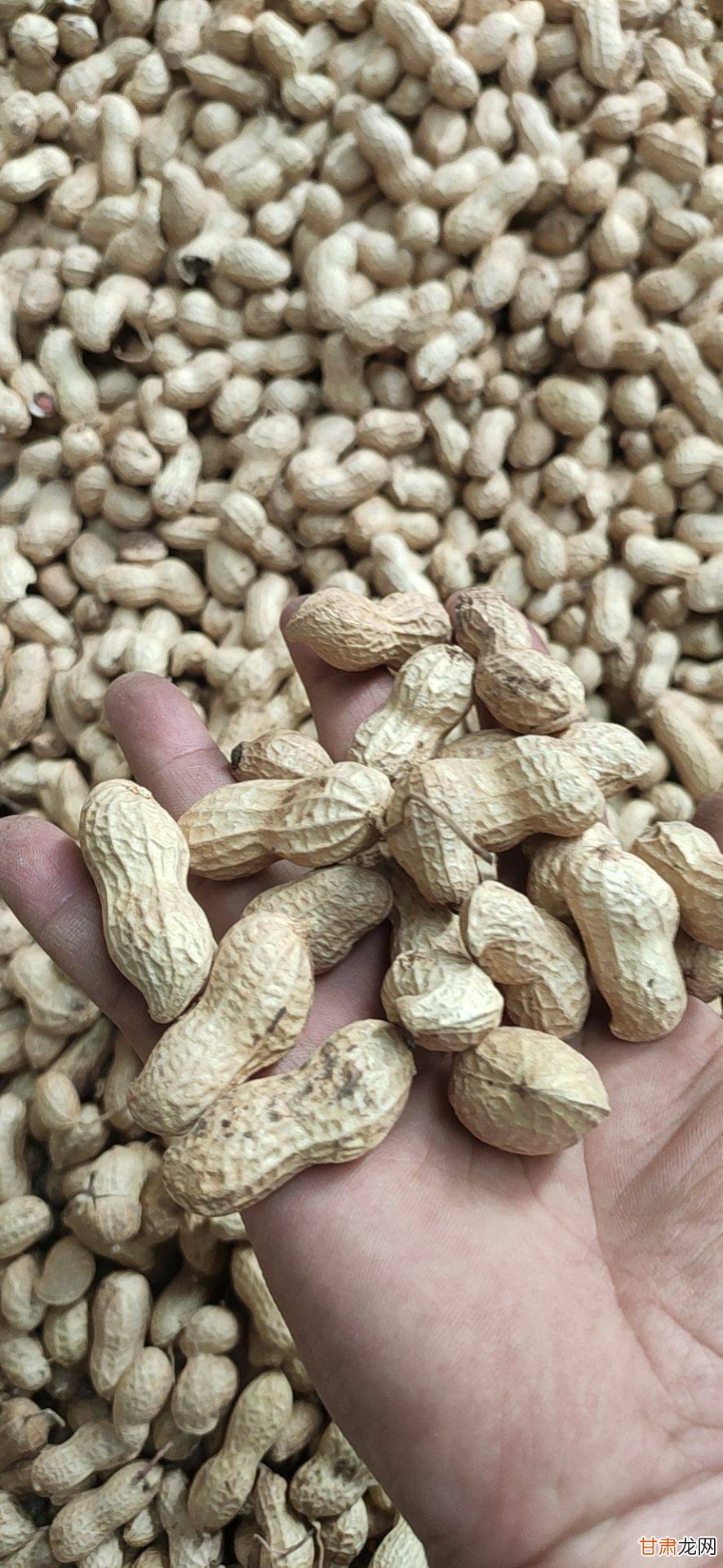南阳新花生米最新价格全面指南