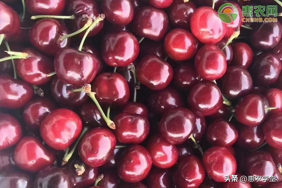 探秘美味秘密，车厘子的上市时间与季节揭秘