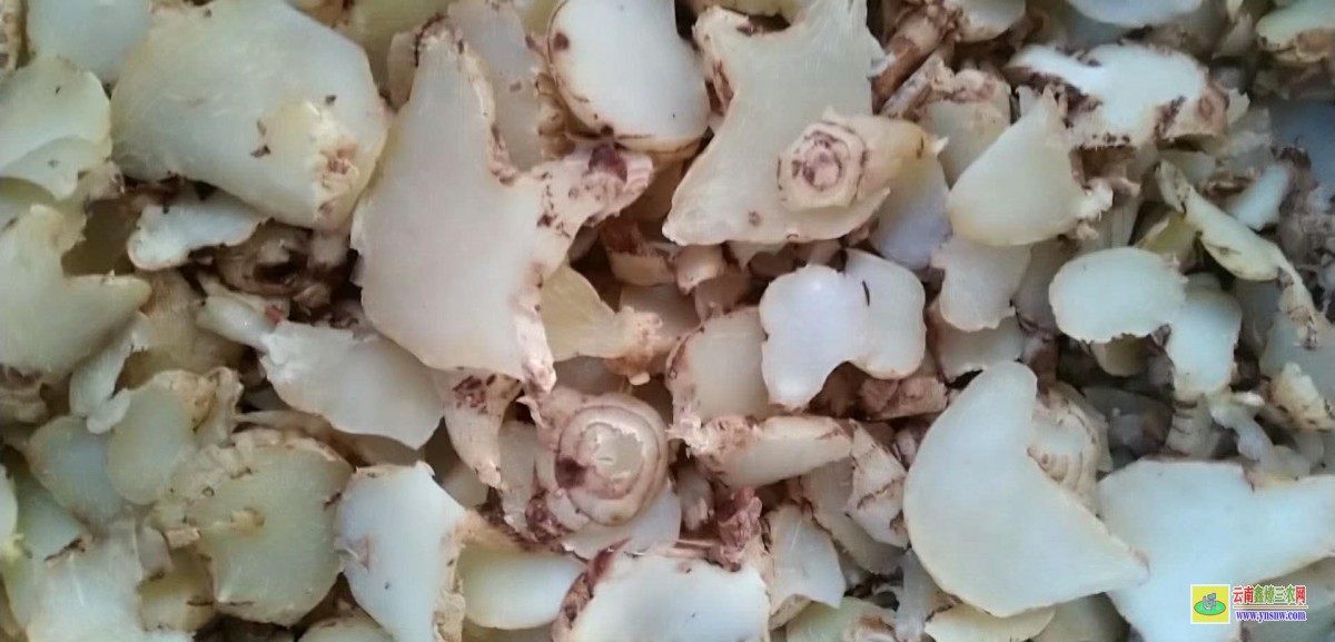 巷弄深处的白及独特风情