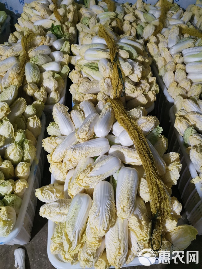 最新娃娃菜价格观点论述，市场走势与影响因素分析