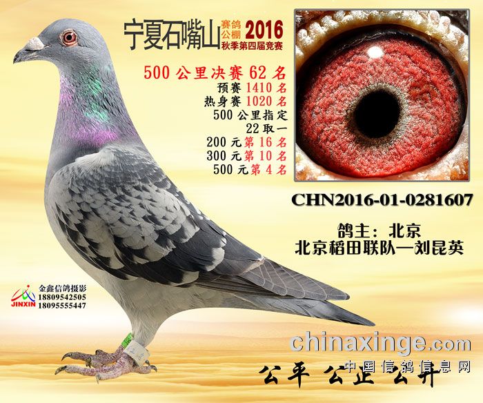 天利赛鸽公棚最新通告详解，观点阐述与分析