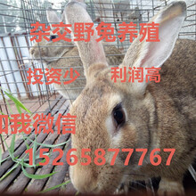 肉食兔行情揭秘，小巷深处的味觉盛宴