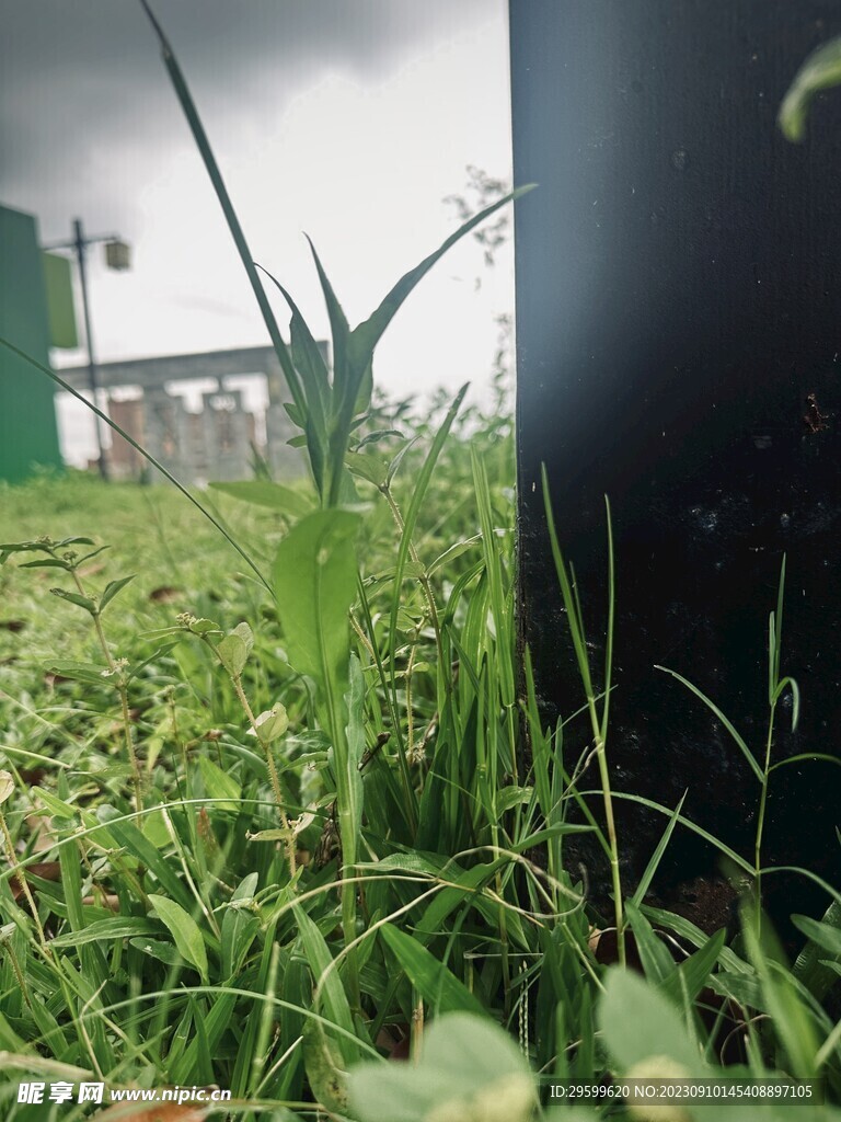 小草最新版本使用指南，全方位教程适用于初学者与进阶用户