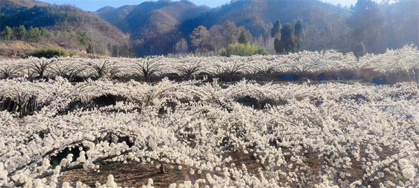 大丰河南花海最新动态揭秘，步骤指南